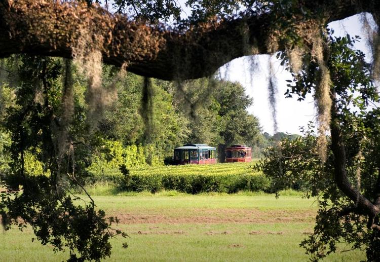 Steeped in Southern Tradition